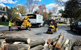 Trusted Reynoldsville, PA  Tree Services Experts