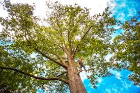 Best Arborist Consultation Services  in Reynoldsville, PA