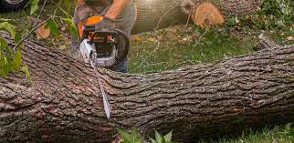 Best Tree Mulching Services  in Reynoldsville, PA