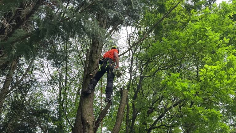 Best Tree Fertilization Services  in Reynoldsville, PA