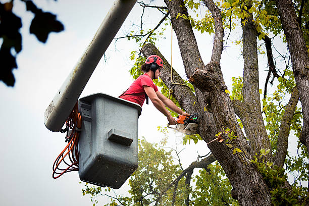 How Our Tree Care Process Works  in  Reynoldsville, PA