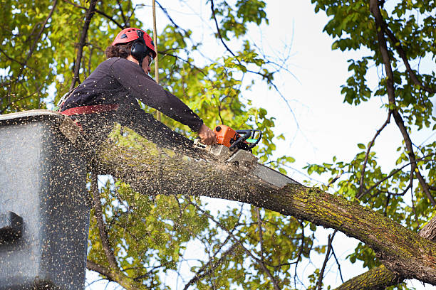 Best Lawn Grading and Leveling  in Reynoldsville, PA